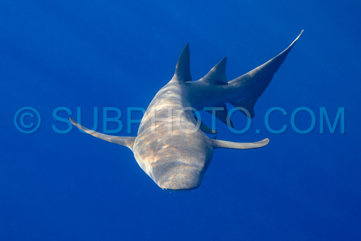 snorkeler swimming with nurse shark in the Maldives