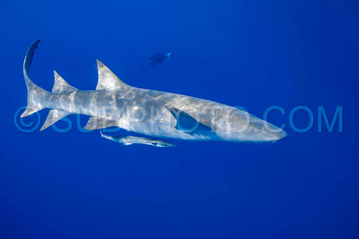 snorkeler swimming with nurse shark in the Maldives