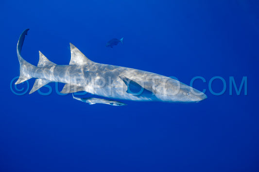 snorkeler swimming with nurse shark in the Maldives