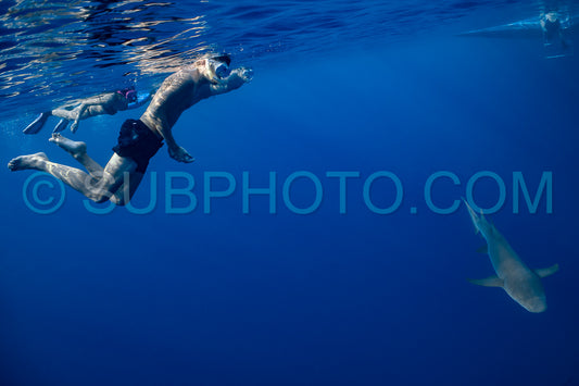 snorkeler swimming with nurse shark in the Maldives