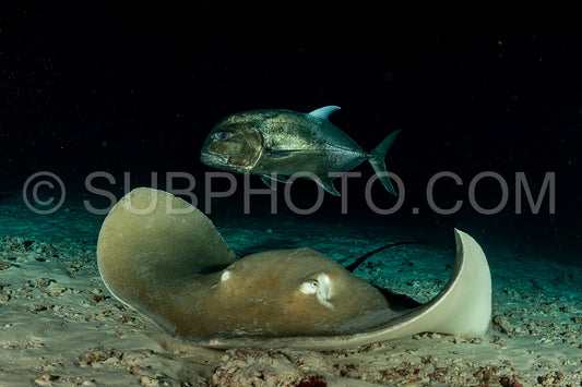 Photo de Cistude rose et carangue géante de nuit