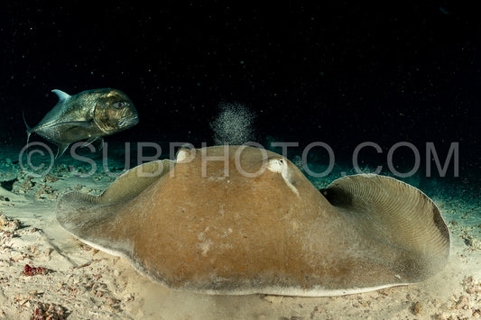 Photo de Cistude rose et carangue géante de nuit