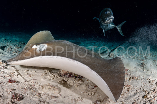 Photo de Cistude rose et carangue géante de nuit