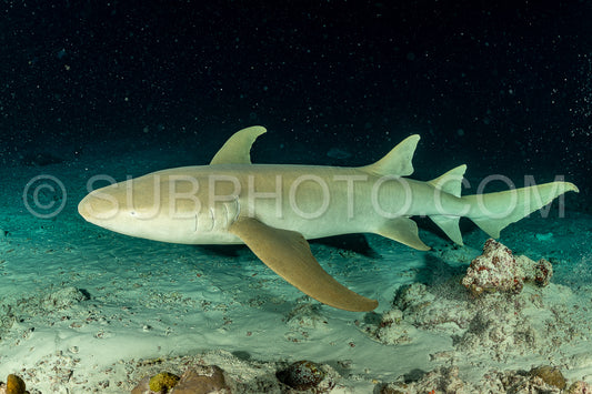 snorkeler swimming with nurse shark at night in the Maldives
