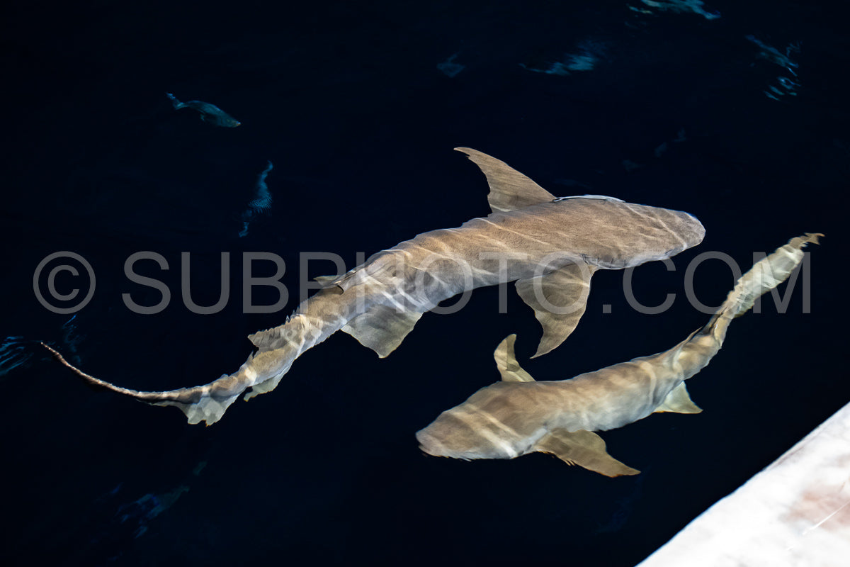 snorkeler swimming with nurse shark at night in the Maldives