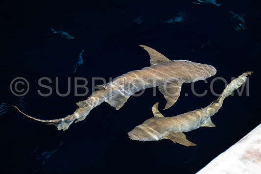 snorkeler swimming with nurse shark at night in the Maldives