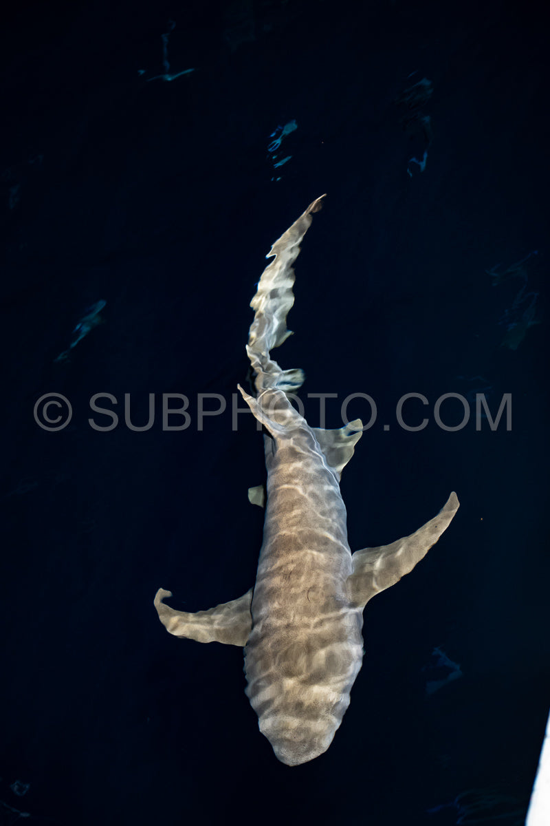 snorkeler swimming with nurse shark at night in the Maldives