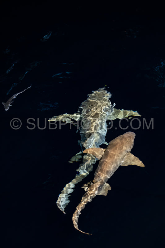 snorkeler swimming with nurse shark at night in the Maldives
