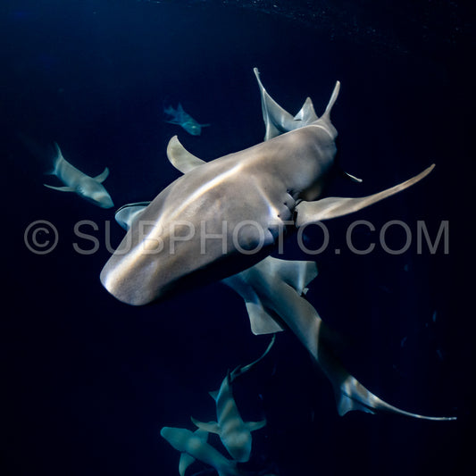 snorkeler swimming with nurse shark at night in the Maldives
