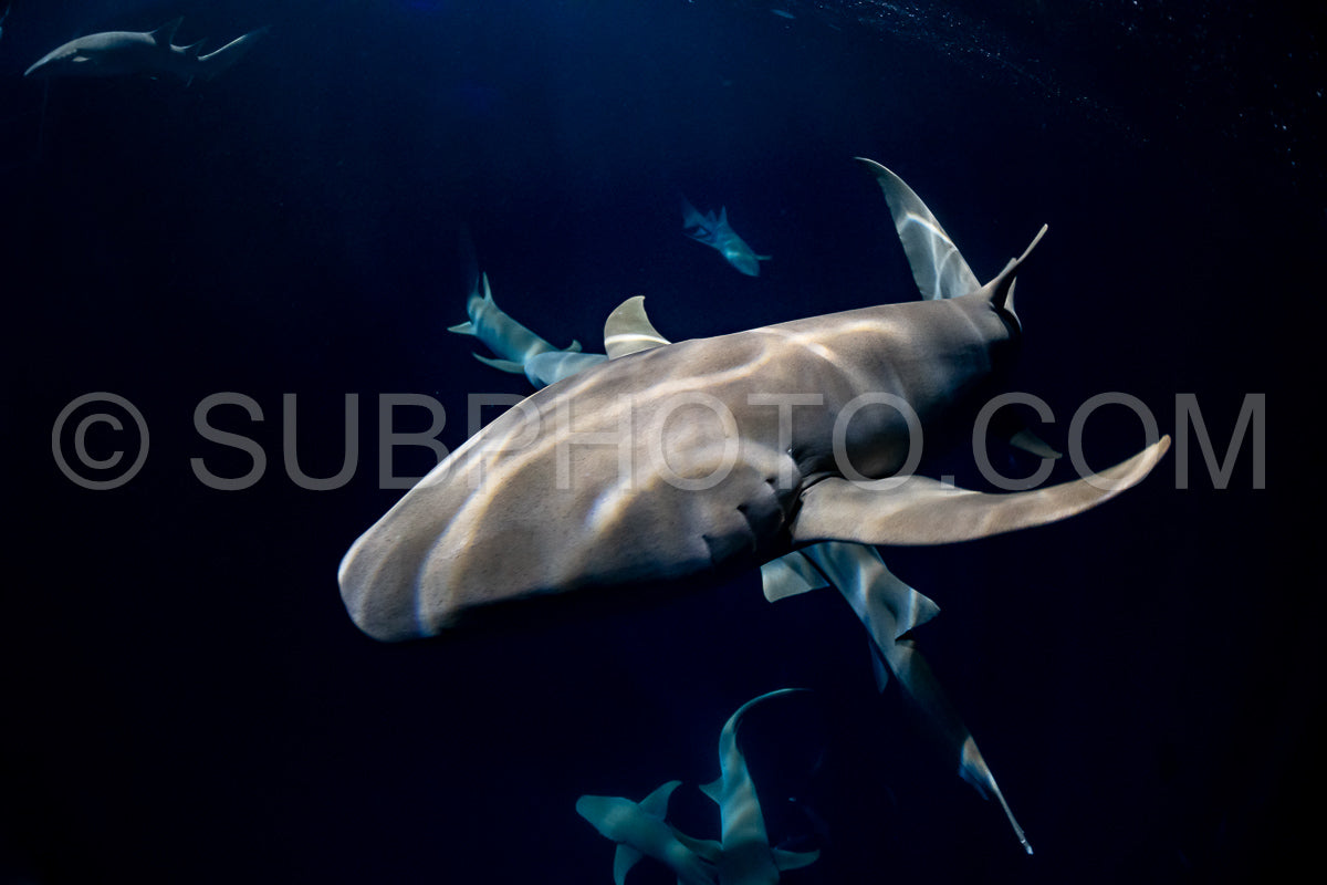 snorkeler swimming with nurse shark at night in the Maldives