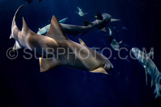 snorkeler swimming with nurse shark at night in the Maldives