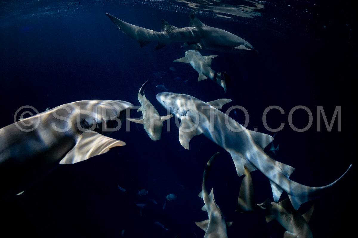 snorkeler swimming with nurse shark at night in the Maldives