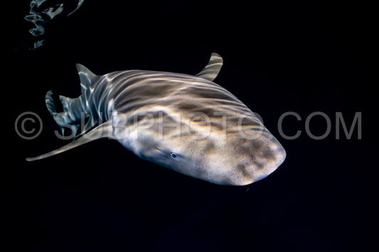 snorkeler swimming with nurse shark at night in the Maldives