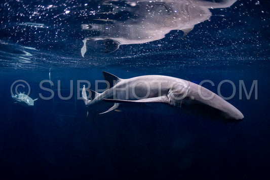 snorkeler swimming with nurse shark at night in the Maldives