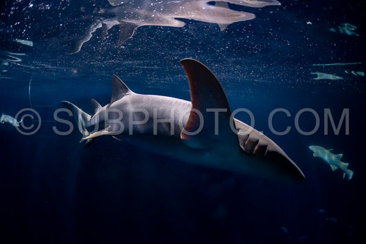 snorkeler swimming with nurse shark at night in the Maldives