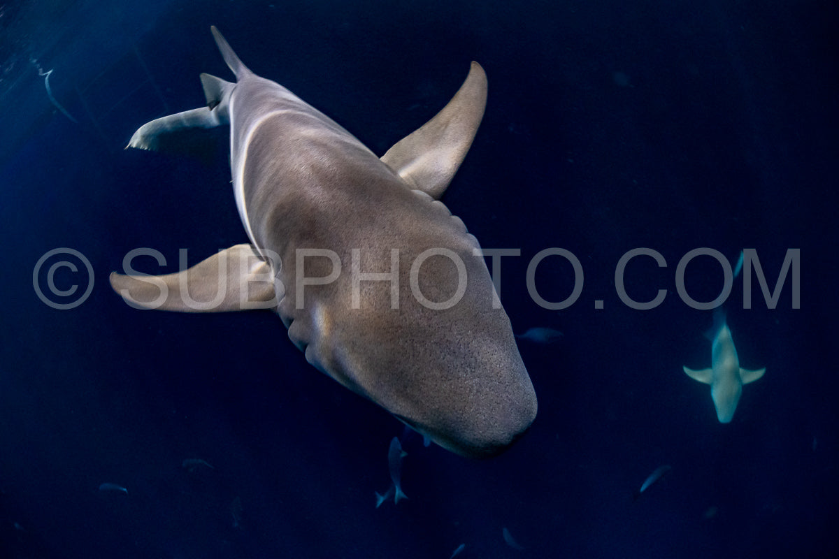 snorkeler swimming with nurse shark at night in the Maldives