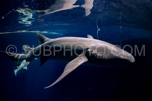 snorkeler swimming with nurse shark at night in the Maldives