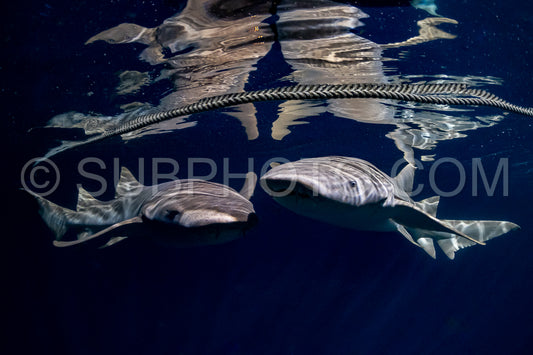 snorkeler swimming with nurse shark at night in the Maldives
