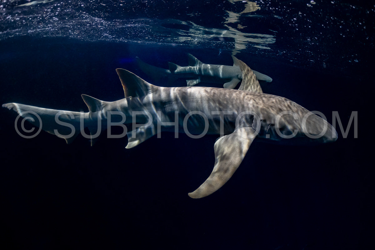snorkeler swimming with nurse shark at night in the Maldives