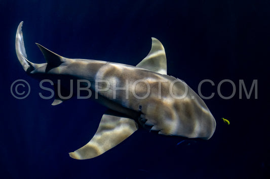 snorkeler swimming with nurse shark at night in the Maldives
