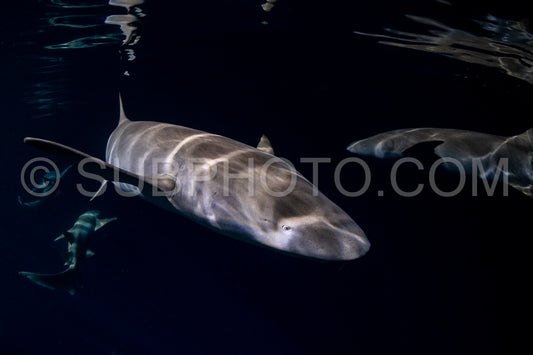 snorkeler swimming with nurse shark at night in the Maldives