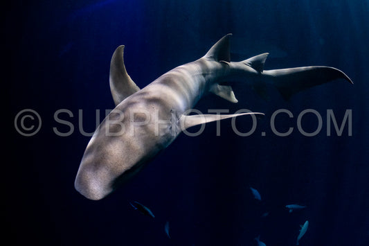 snorkeler swimming with nurse shark at night in the Maldives
