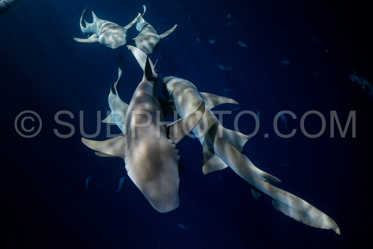 snorkeler swimming with nurse shark at night in the Maldives