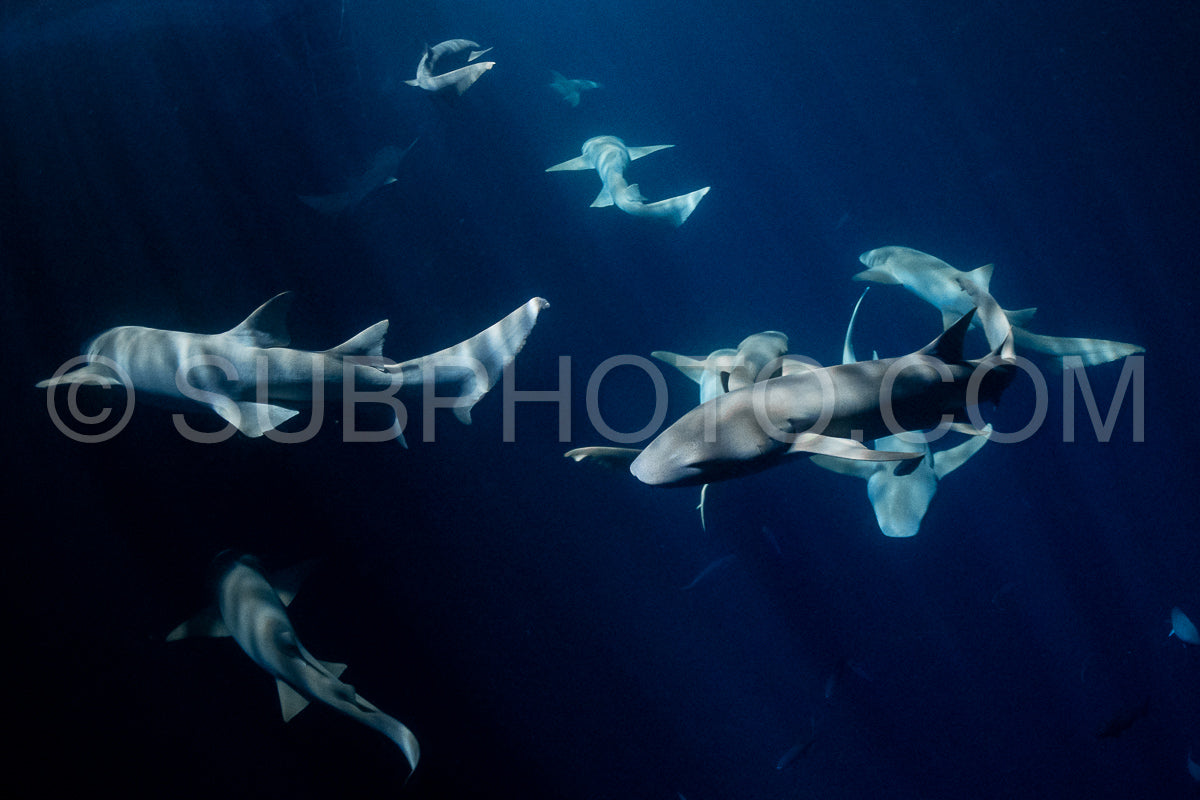 snorkeler swimming with nurse shark at night in the Maldives