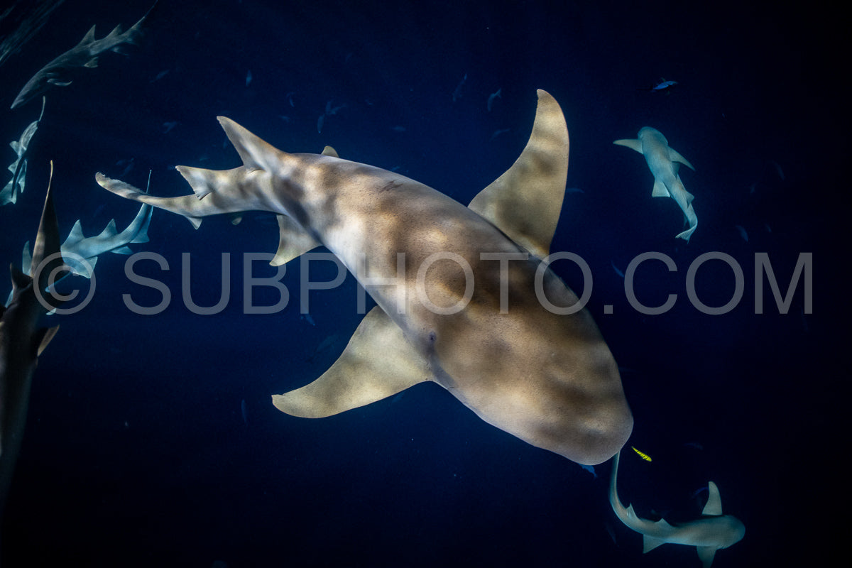 snorkeler swimming with nurse shark at night in the Maldives