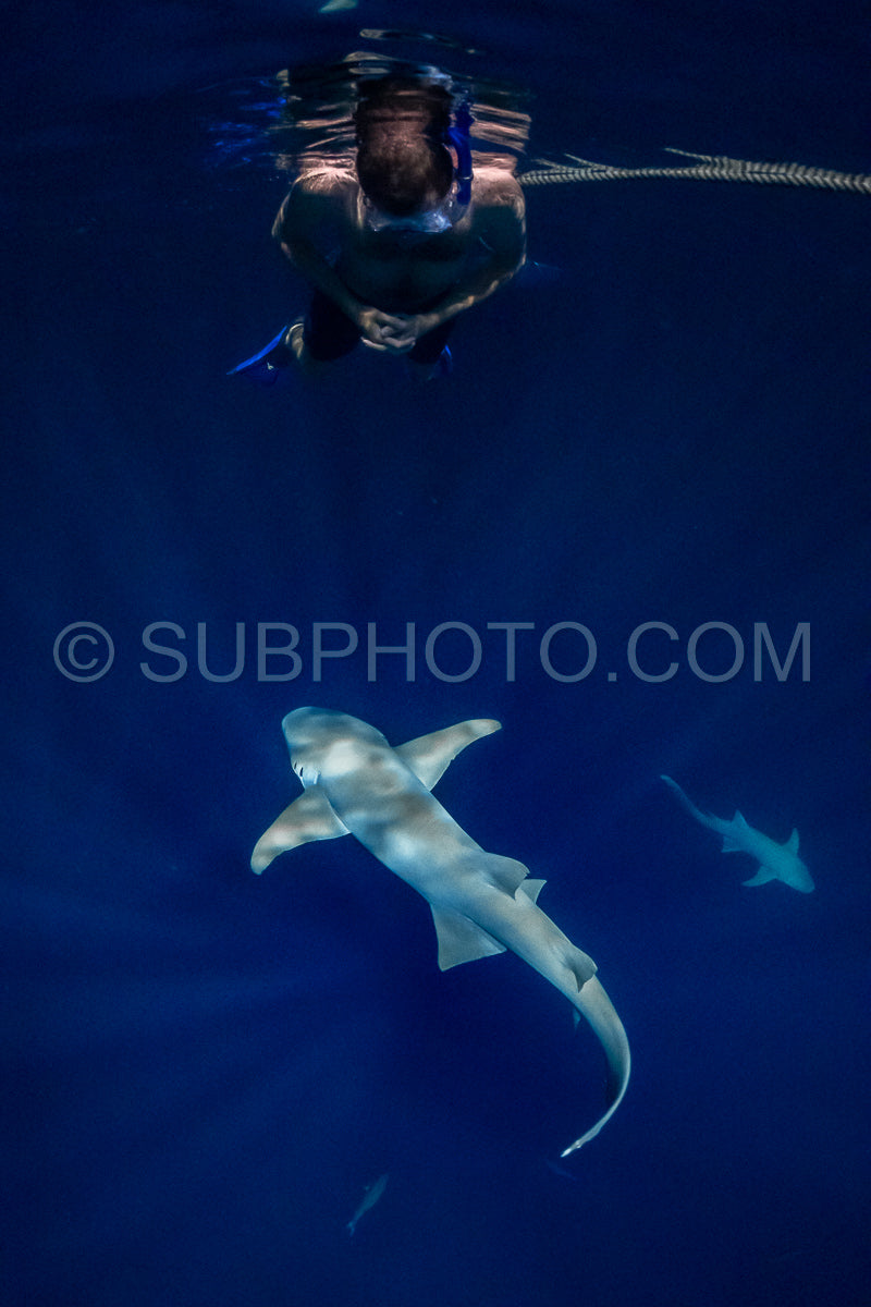 snorkeler swimming with nurse shark at night in the Maldives