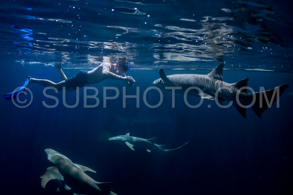 snorkeler swimming with nurse shark at night in the Maldives