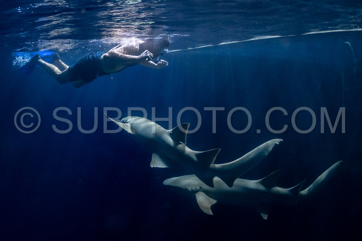 snorkeler swimming with nurse shark at night in the Maldives