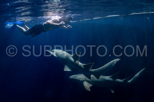 snorkeler swimming with nurse shark at night in the Maldives