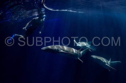 snorkeler swimming with nurse shark at night in the Maldives
