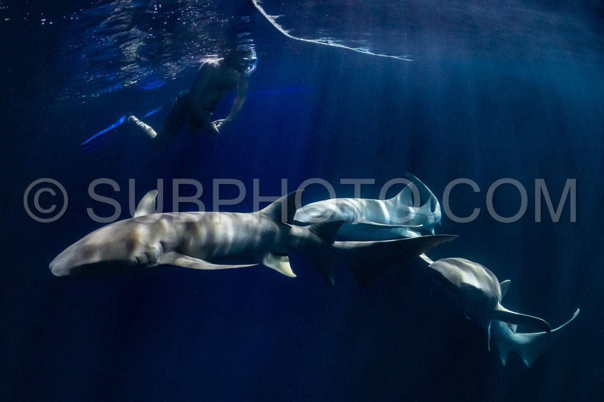 snorkeler swimming with nurse shark at night in the Maldives