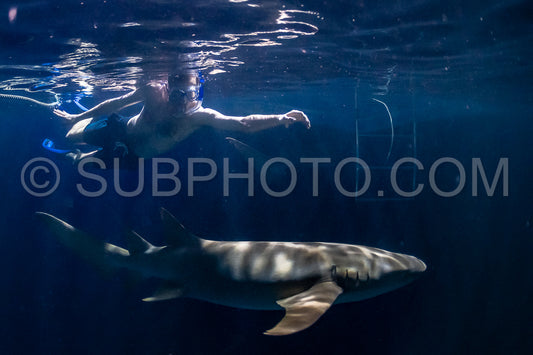 snorkeler swimming with nurse shark at night in the Maldives