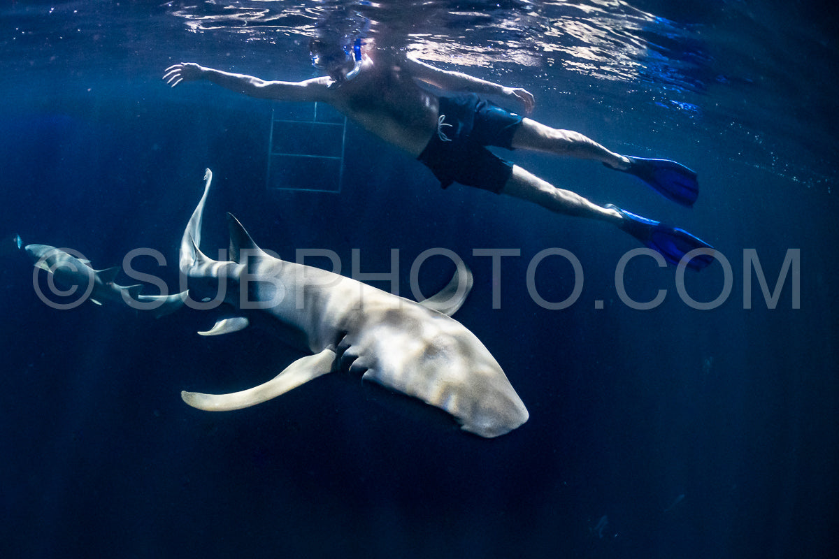 snorkeler swimming with nurse shark at night in the Maldives