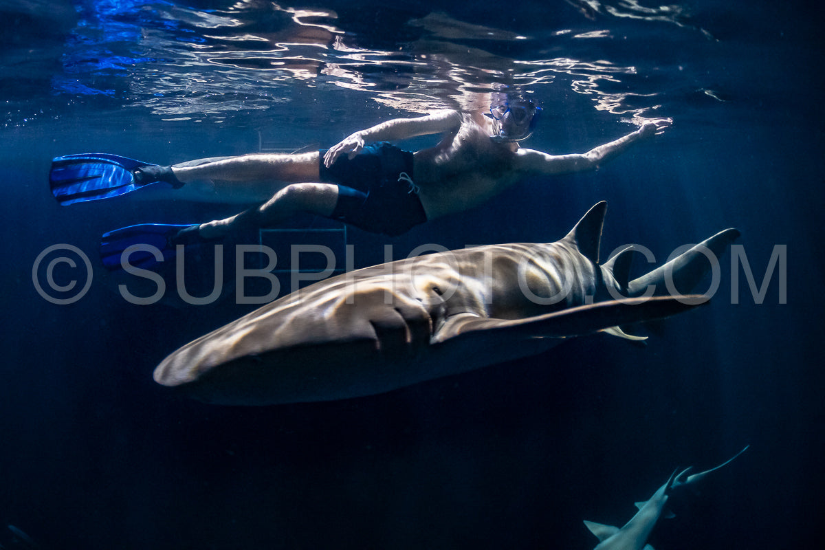 snorkeler swimming with nurse shark at night in the Maldives
