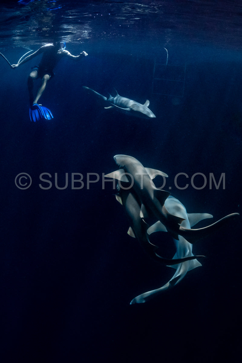 snorkeler swimming with nurse shark at night in the Maldives