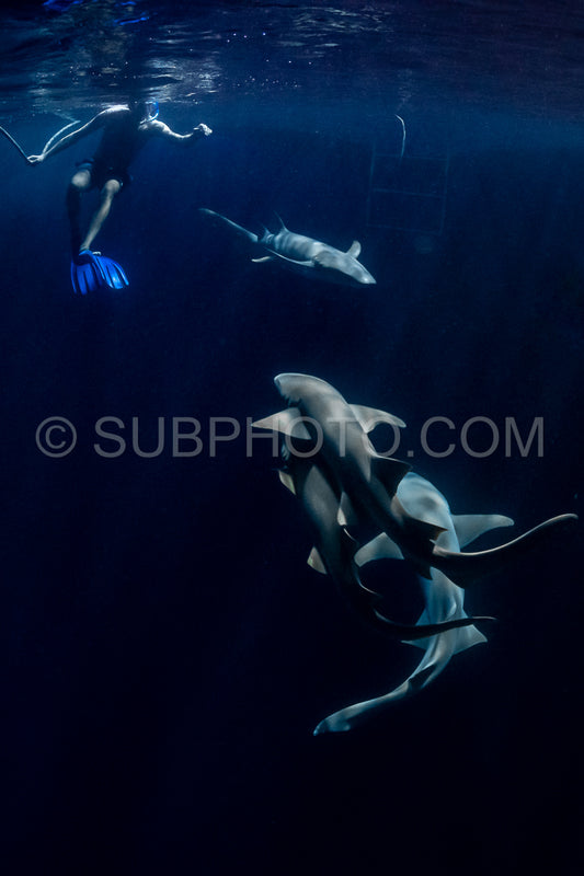 snorkeler swimming with nurse shark at night in the Maldives