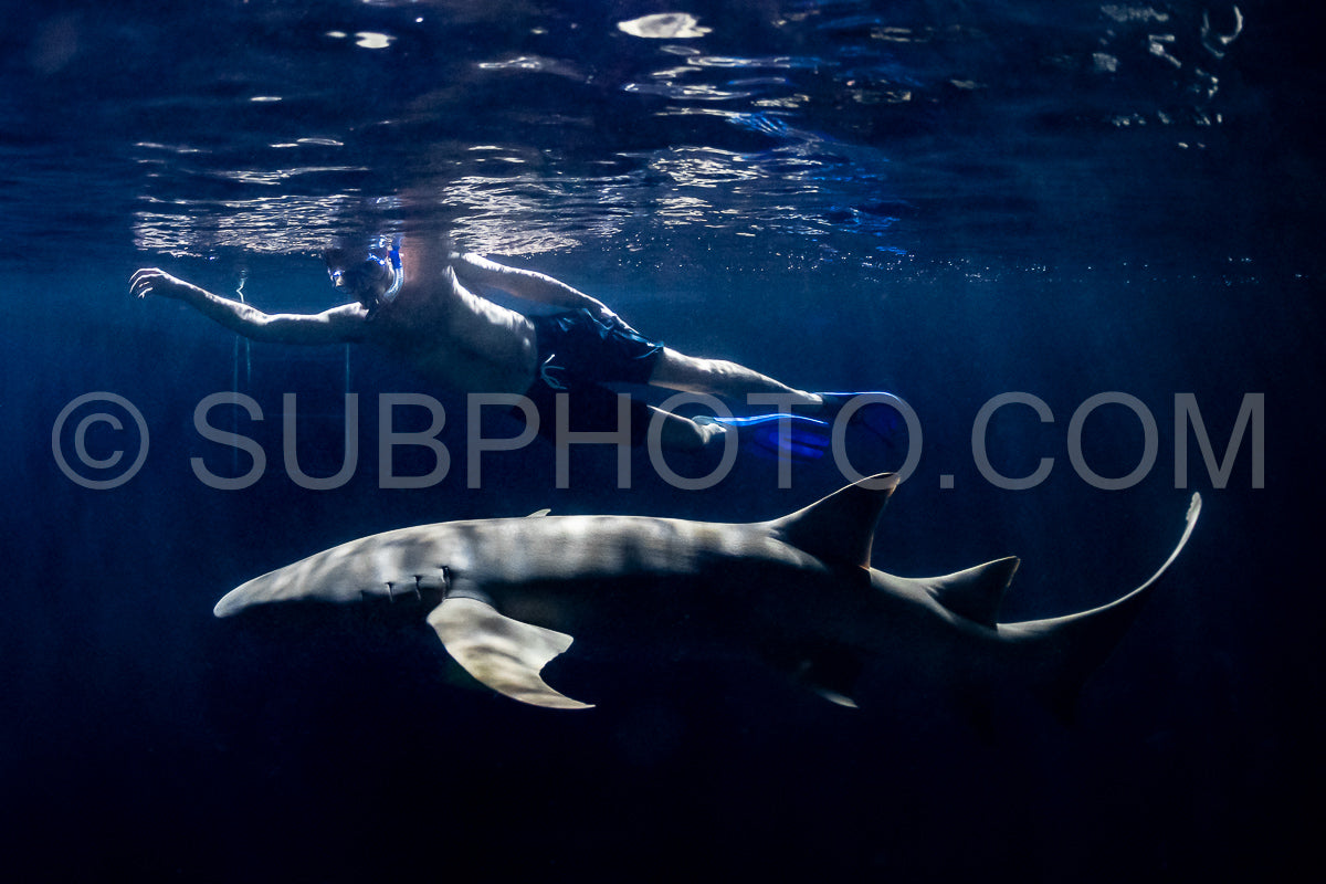 snorkeler swimming with nurse shark at night in the Maldives