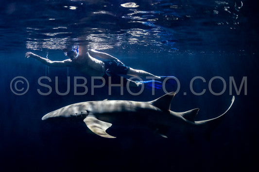 snorkeler swimming with nurse shark at night in the Maldives