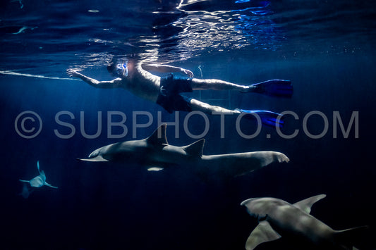 snorkeler swimming with nurse shark at night in the Maldives