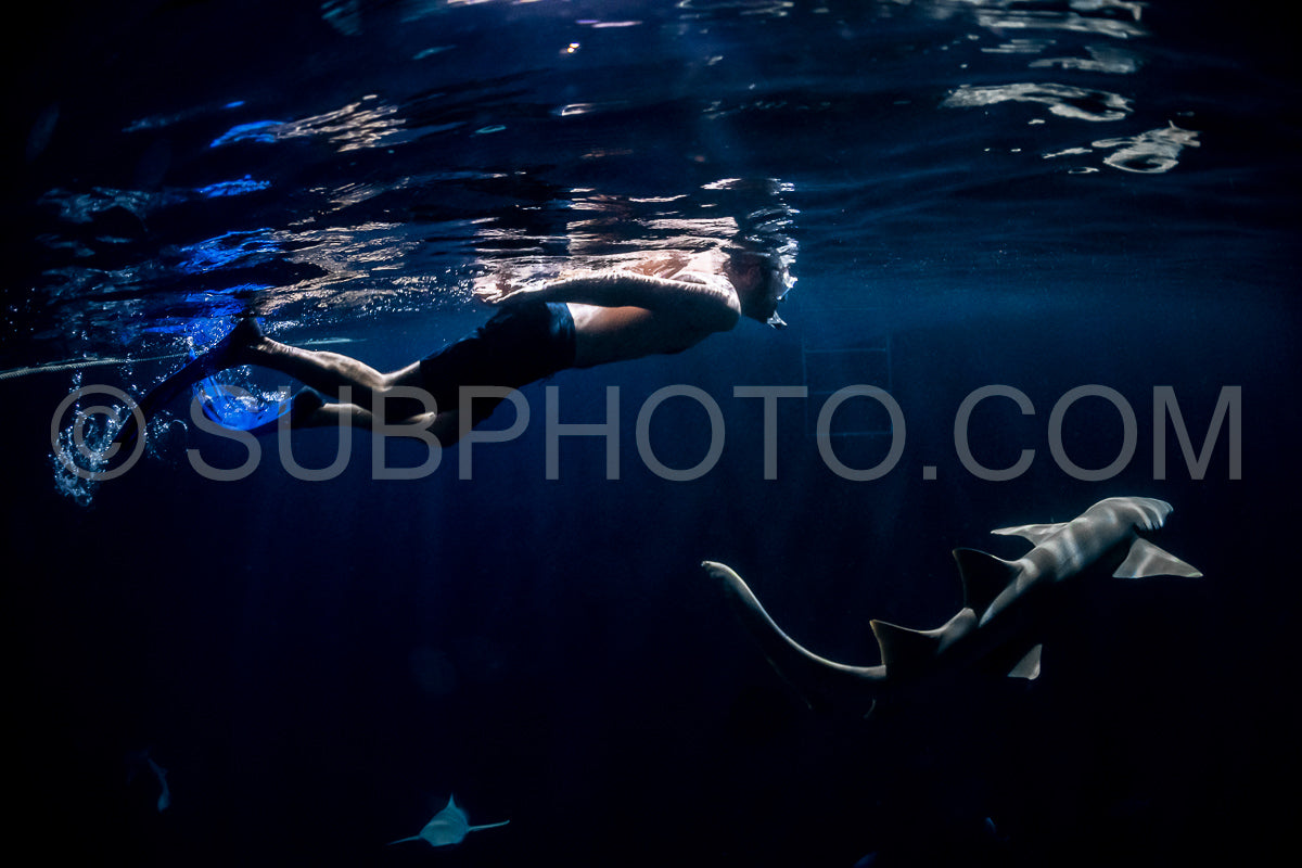snorkeler swimming with nurse shark at night in the Maldives