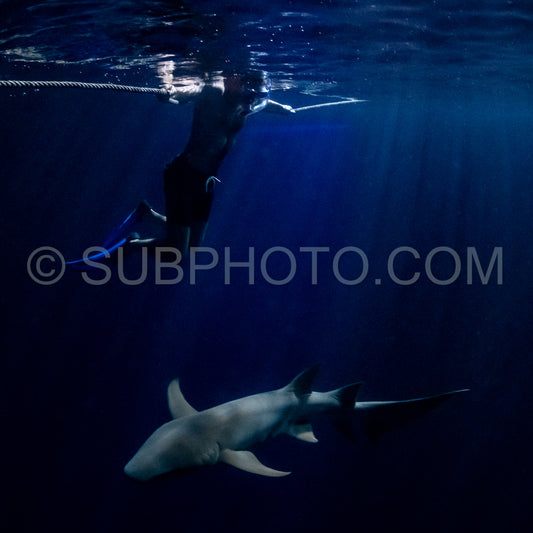 snorkeler swimming with nurse shark at night in the Maldives