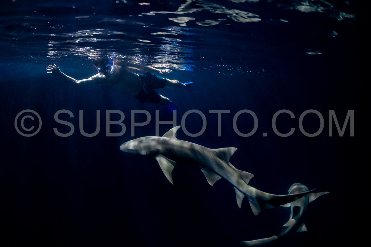 snorkeler swimming with nurse shark at night in the Maldives