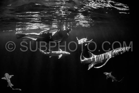 snorkeler swimming with nurse shark at night in the Maldives