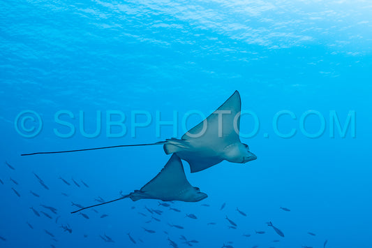 flying eagle ray