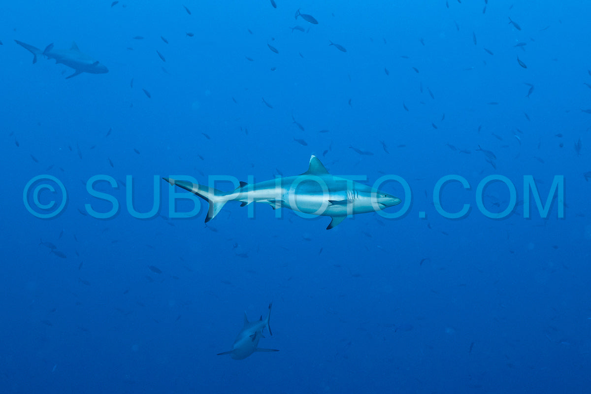 gray reef shark