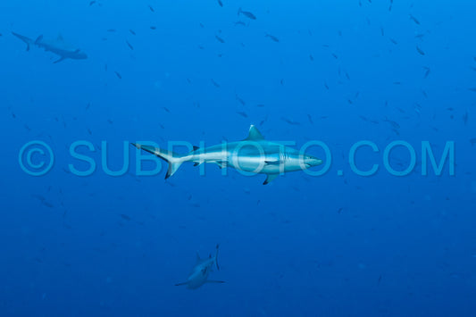 gray reef shark